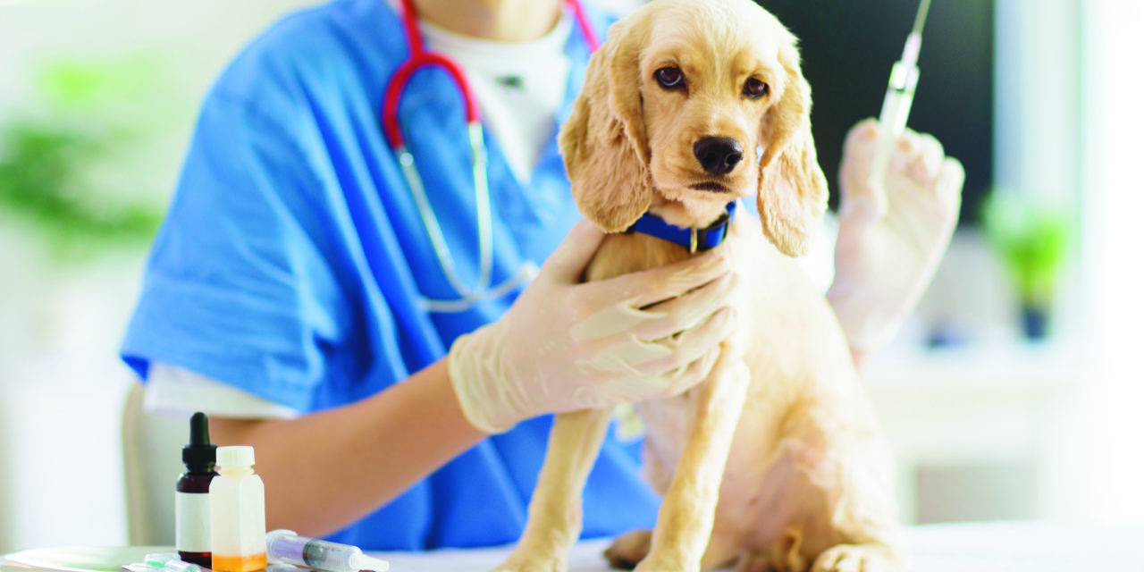 NY Veterinary Practice Joins IAMAW, Improves Workplace