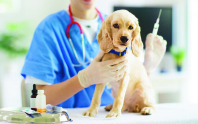 NY Veterinary Practice Joins IAMAW, Improves Workplace