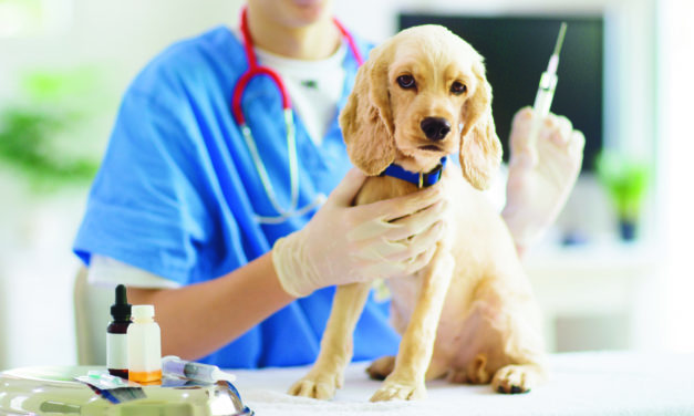 NY Veterinary Practice Joins IAMAW, Improves Workplace